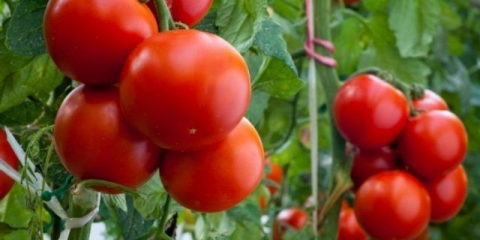 Zidni paradajz f1: recenzije, fotografije, prinos